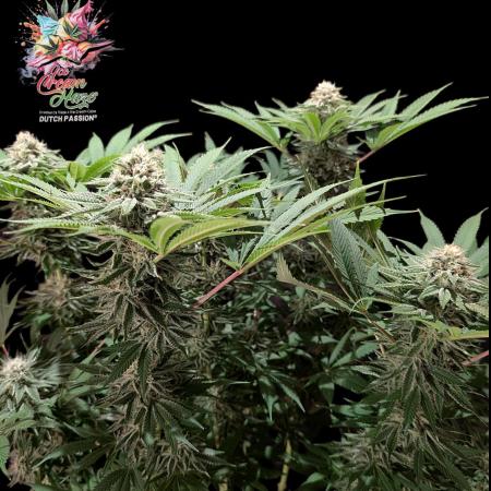 Ice Cream Haze - Dutch Passion Contest