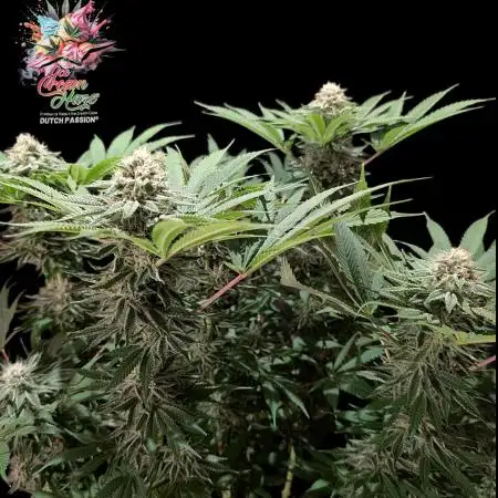 Ice Cream Haze - Dutch Passion Contest