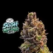 Slush Mint Cake - DP - Bio Tabs NL Grow