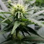 Good Times Genetics: Blue Cream Haze Reg