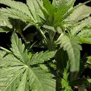 Cali Orange Bud - BioTabs.nl Grow