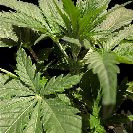 Cali Orange Bud - BioTabs.nl Grow