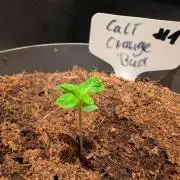 Cali Orange Bud - BioTabs.nl Grow