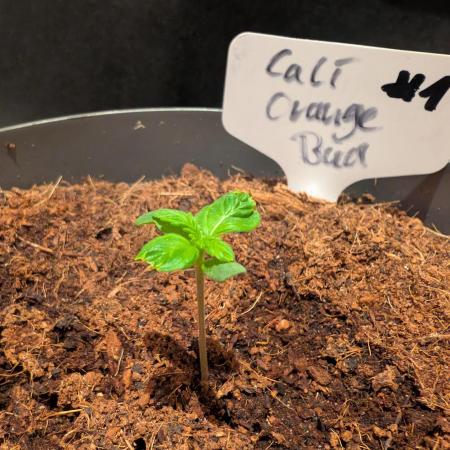 Cali Orange Bud - BioTabs.nl Grow