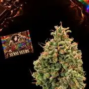 Chocolate Rainbow XXL -Sensi Seeds-BTNL