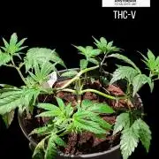 THC - Victory #2 - Sponsored by Biotabs