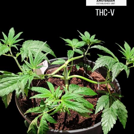 THC - Victory #2 - Sponsored by Biotabs