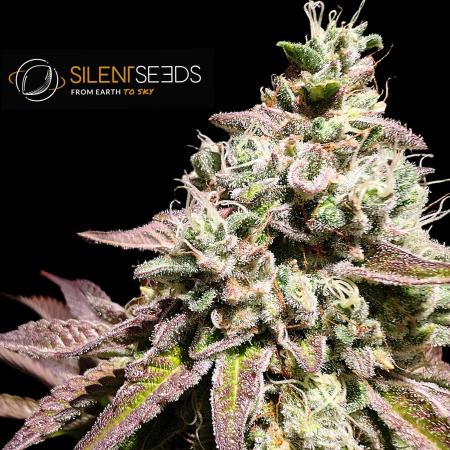 Pink Sunset #2 - Silent Seeds - Organic