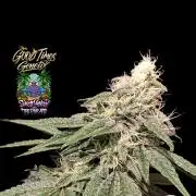 Sunset Monkey - Good Times Genetix - BTN