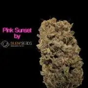 Pink Sunset #2 - Silent Seeds - Organic