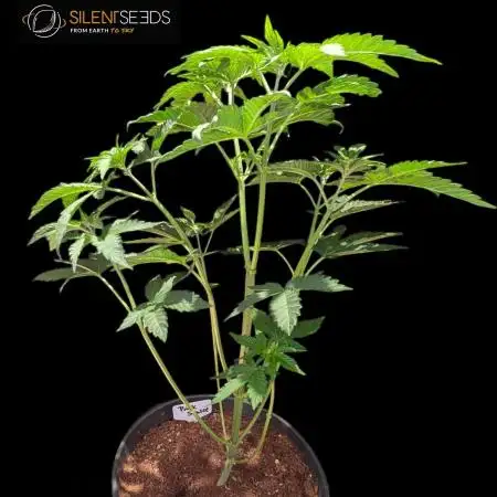 Pink Sunset #2 - Silent Seeds - Organic