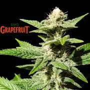 DMO Grapefruit #1 - Good Times Genetics