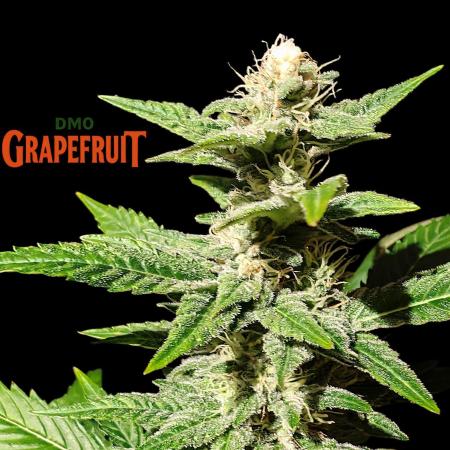 DMO Grapefruit #1 - Good Times Genetics