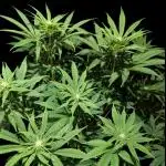 GG#4 Regular - Expert Seeds