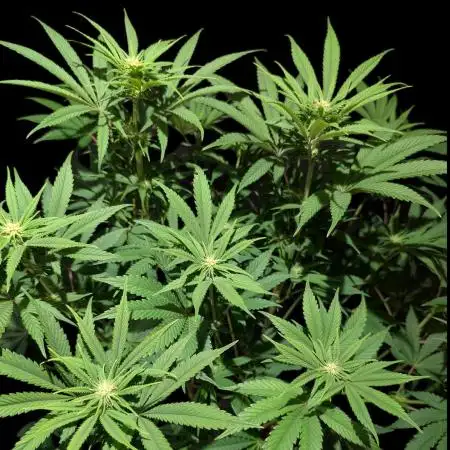 GG#4 Regular - Expert Seeds