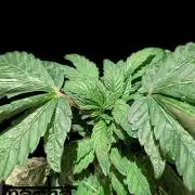 Snapple Apple - Sponsored by Biotabs