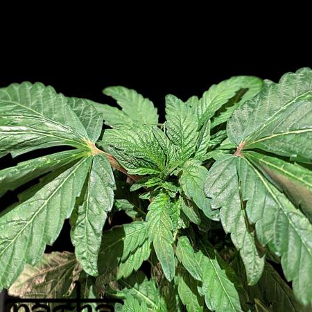 Snapple Apple - Sponsored by Biotabs