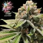 Ice Cream Haze - Dutch Passion Contest