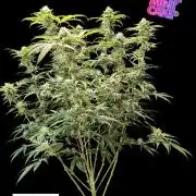 Slush Mint Cake - DP - Bio Tabs NL Grow