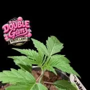 Double Gum - White Label - BTNL