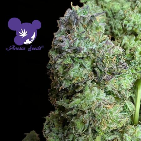 Sleepy Joe - Anesia Seeds - Organic Grow