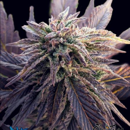 Blue Cream Haze Regular Clone - Guerilla