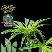 Sunset Monkey - Good Times Genetix - BTN