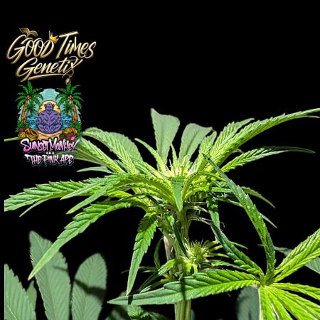 Sunset Monkey - Good Times Genetix - BTN