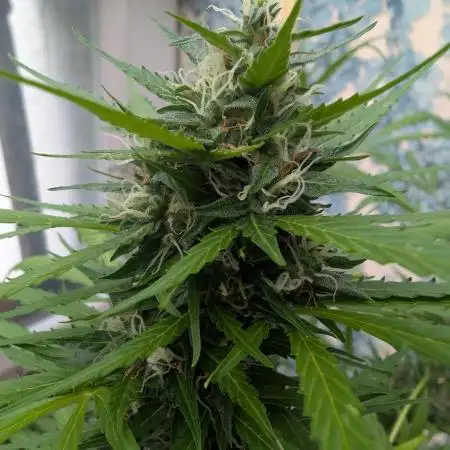 Pandora (Autoflower) - Paradise Seeds
