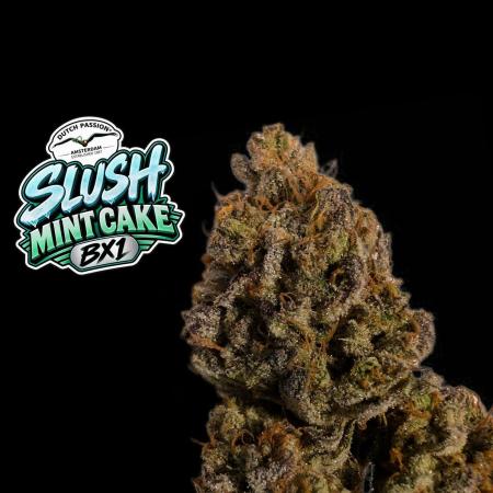 Slush Mint Cake - DP - Bio Tabs NL Grow