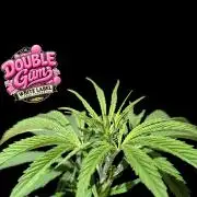 Double Gum - White Label - BTNL