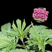 Double Gum - White Label - BTNL