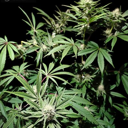 Pink Sunset #2 - Silent Seeds - Organic