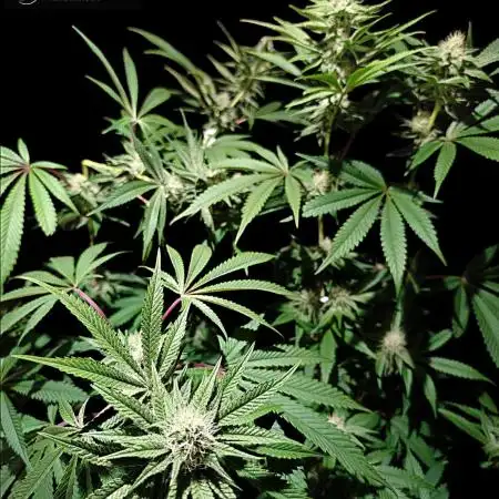 Pink Sunset #2 - Silent Seeds - Organic