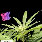 Slush Mint Cake - DP - Bio Tabs NL Grow