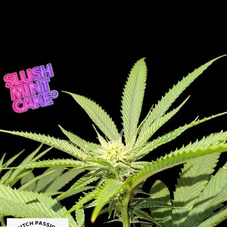 Slush Mint Cake - DP - Bio Tabs NL Grow