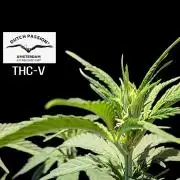THC - Victory #2 - Sponsored by Biotabs