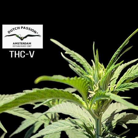 THC - Victory #2 - Sponsored by Biotabs