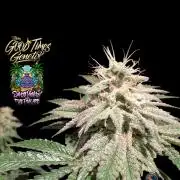 Sunset Monkey-Good Times Genetix-Wdfx