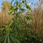 Guerilla Regular Diesel Action - Clone