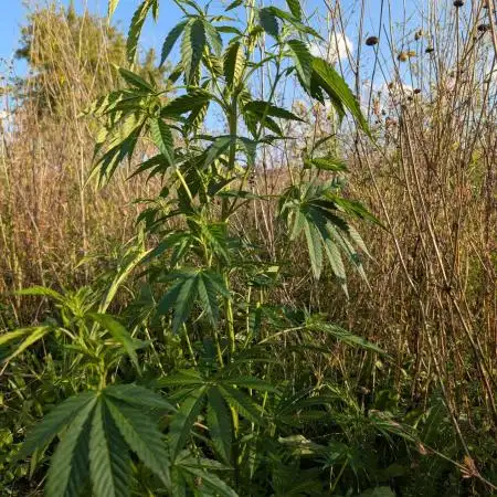 Guerilla Regular Diesel Action - Clone