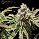 Pink Sunset #2 - Silent Seeds - Organic