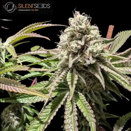 Pink Sunset #2 - Silent Seeds - Organic