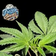 Frozen Biscotti - Dutch Passion - BTNL