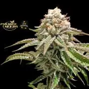 Peach Frosting - Paradise Seeds -Organic