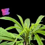 Slush Mint Cake - DP - Bio Tabs NL Grow