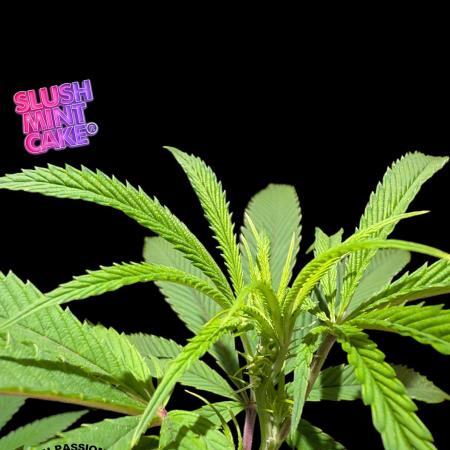 Slush Mint Cake - DP - Bio Tabs NL Grow