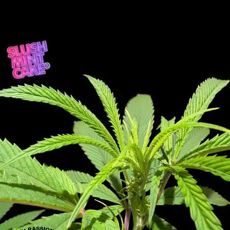 Slush Mint Cake - DP - Bio Tabs NL Grow