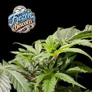 Frozen Biscotti - Dutch Passion - BTNL