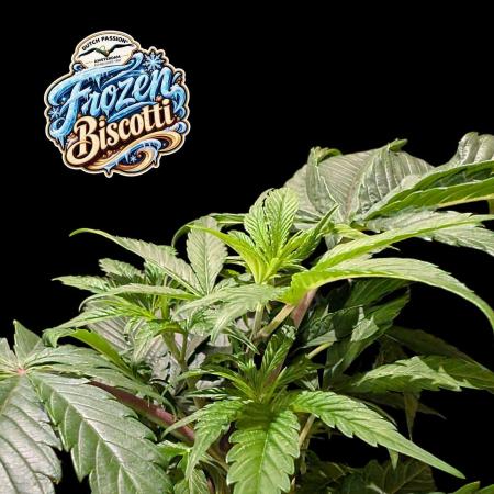 Frozen Biscotti - Dutch Passion - BTNL